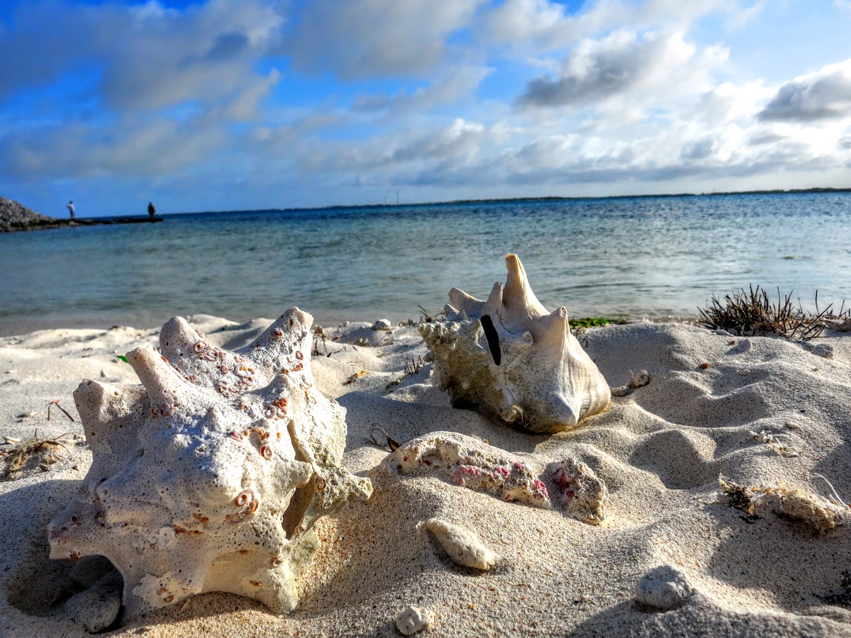 Bonaire: 15 Amazing Things To Do - Ze Wandering Frogs