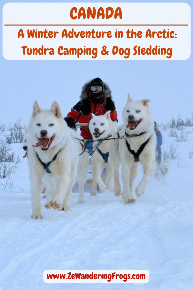 are sled dogs treated fairly