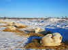 Arctic Canada Inuvik Winter Camping Tundra Dog Sledding // Our dogs ready for the night