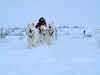 Arctic Canada Inuvik Winter Camping Tundra Dog Sledding // Patricia mushing her team of dogs