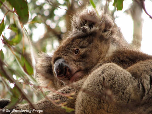 kayak tours kangaroo island