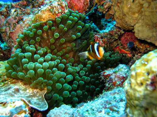 Anemonefish hiding within tentacles