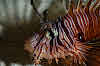 Common Lionfish