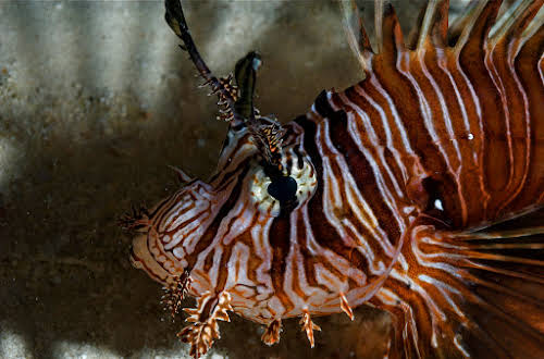 Common Lionfish