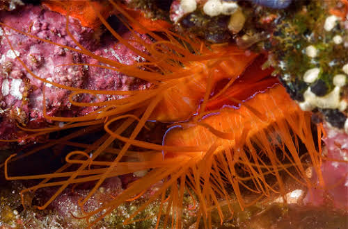 Flaming File Shell, Curtesy of TAKA