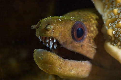 Green Moray, Curtesy of TAKA