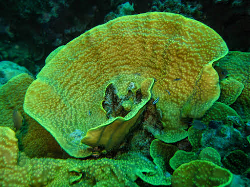Lettuce Coral