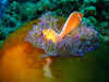 Pink Anemonefish