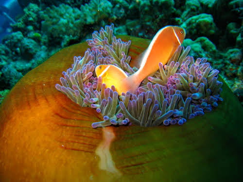 Pink Anemonefish