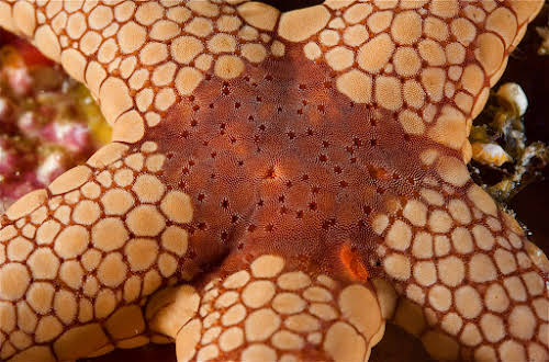 Queensland SeaStar