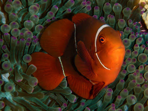 Spike-Cheek Anemonefish