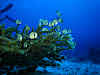 Staghorn Coral