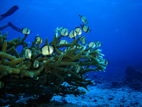 Staghorn Coral