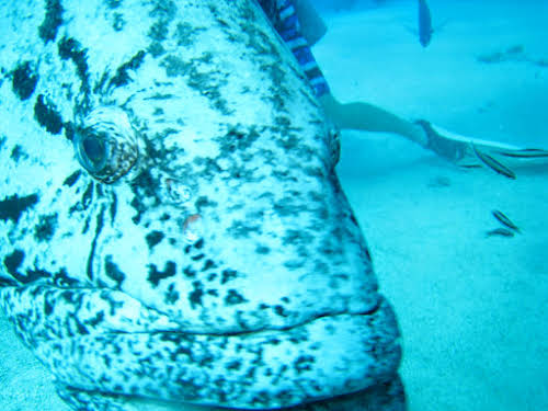 Meeting with the Potato Cod