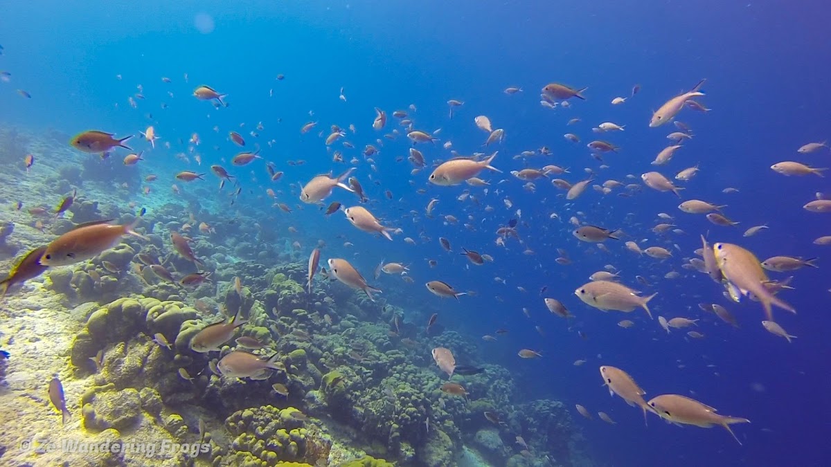 Top Bonaire Dive Sites: Plan Your Next Caribbean Scuba-Diving Trip - Ze ...