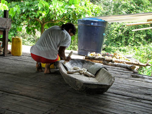Shredding the Yucca Roots