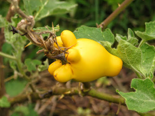 Garden squash