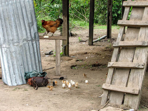 Chicken roaming freely