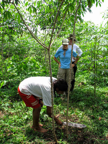 Unearthing yucca roots