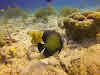 French Angelfish