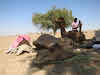 India. Rajasthan Thar Desert Camel Trek. Lunch break for everyone - it's camel time too!
