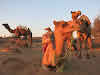 India. Rajasthan Thar Desert Camel Trek. Our camels under the sunrise lights