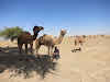 India. Rajasthan Thar Desert Camel Trek. Punja tying up the camels