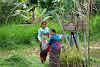 Indonesia. Bali Tegalalang Rice Terraces Banner. Balinese rice field workers giving offerings to the Hindu gods.