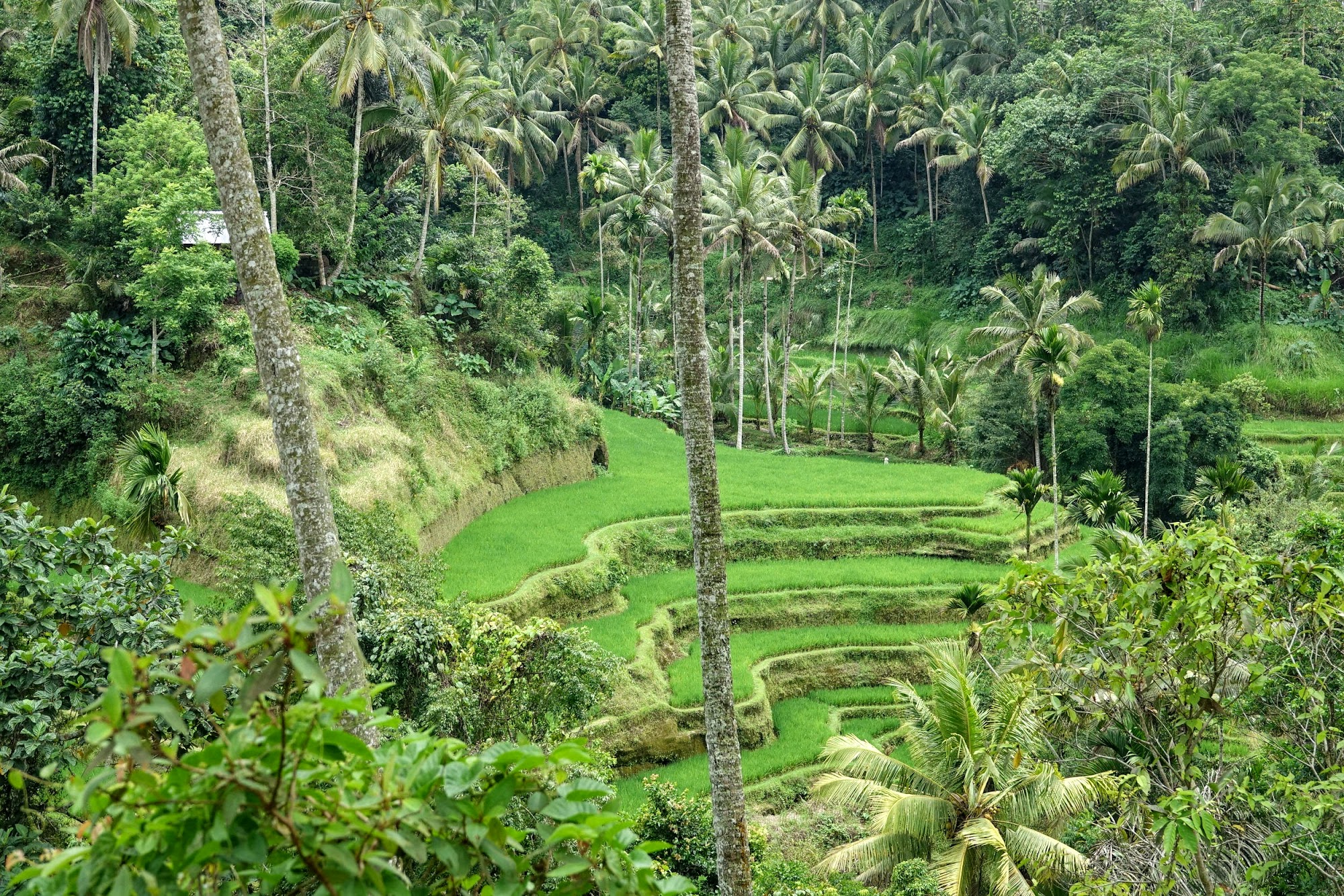 A Glance at The Lush Tegalalang  Rice Terraces of Bali Ze 