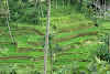 Indonesia. Bali Tegalalang Rice Terraces. Tegalalang rice fields north of Ubud
