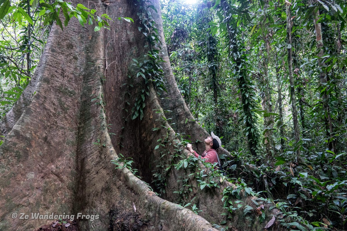 Searching For Wild Orangutans In The Borneo Jungle Of - 