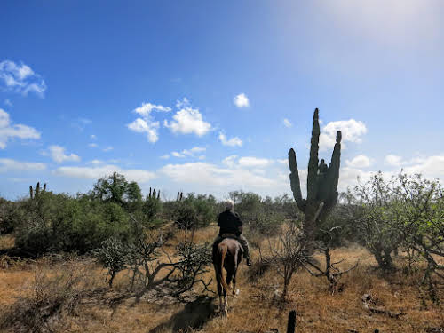 Horseback Riding at El Cajete