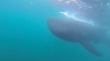 Close view of a Whale Shark Beach