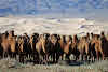 Camels at Khongoryn Els