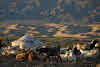 Traditional Ger and Livestock