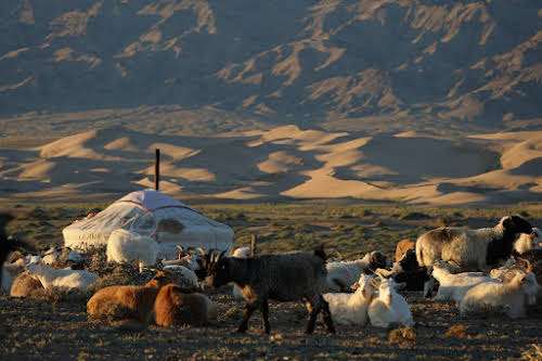 Traditional Ger and Livestock