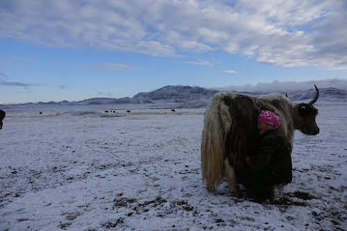 Baigan milking a yak