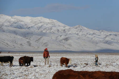 Bruno and Arkhalykh pushing the cows