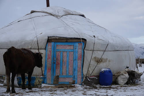 Cow waiting for morning milking