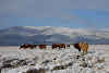 Cows grazing in the snow