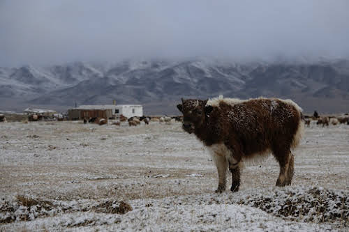 Stand-off with a calf - catch me if you can!