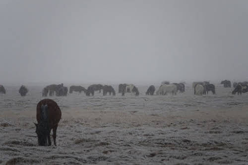 Heavy snow falling on the Sagsai valley
