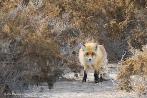 Off-the-Beaten Path Uzbekistan: A 3-Day Aral Sea Tour // Fox