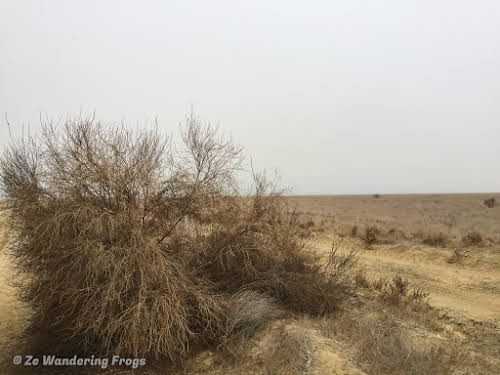Off-the-Beaten Path Uzbekistan: A 3-Day Aral Sea Tour // Saksaul Plant to Limit Desertification of the Aral Sea