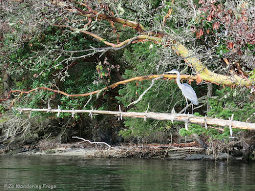 San Juan Islands Things to Do and Itinerary during your Washington State trip // Grey Heron