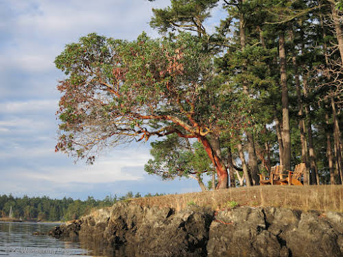 San Juan Islands Things to Do and Itinerary during your Washington State trip // San Juan Island Chill Spot