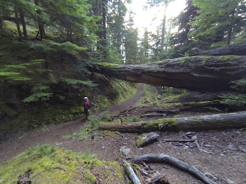 San Juan Islands Things to Do and Itinerary during your Washington State trip // San Juan Islands Hiking