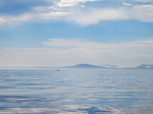 San Juan Islands Things to Do and Itinerary during your Washington State trip // Whale Watching in San Juan Islands