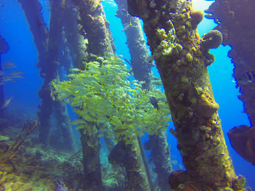 School of Yellowtail Snappers