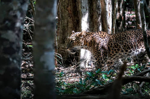 Sri. Lanka Wilpattu National Park . A walk in the forest